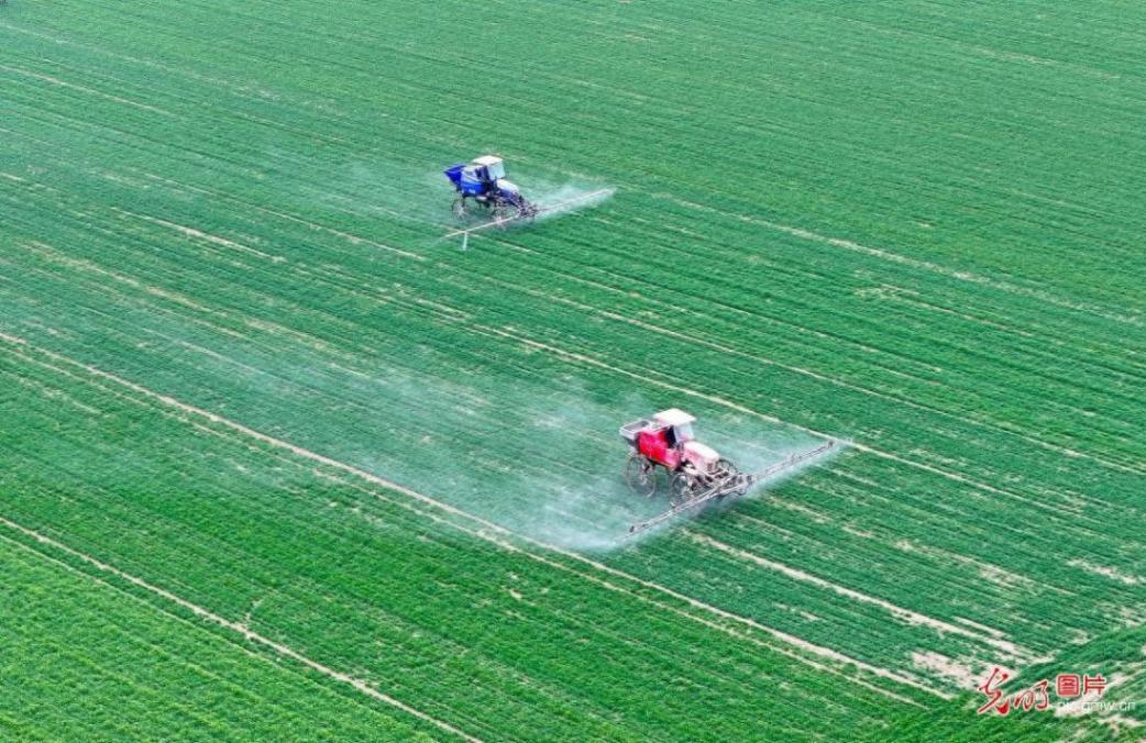 人勤春來早 田間春管忙