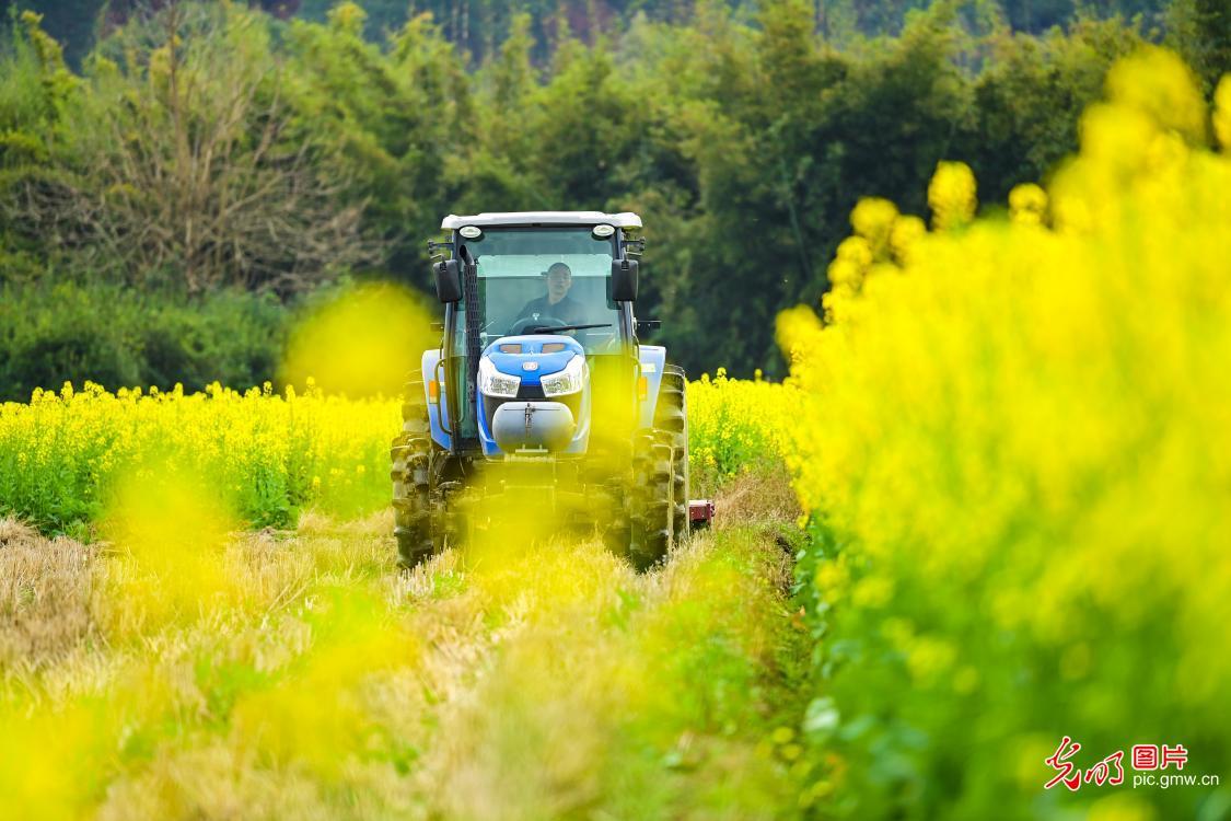 人勤春來早 田間春管忙