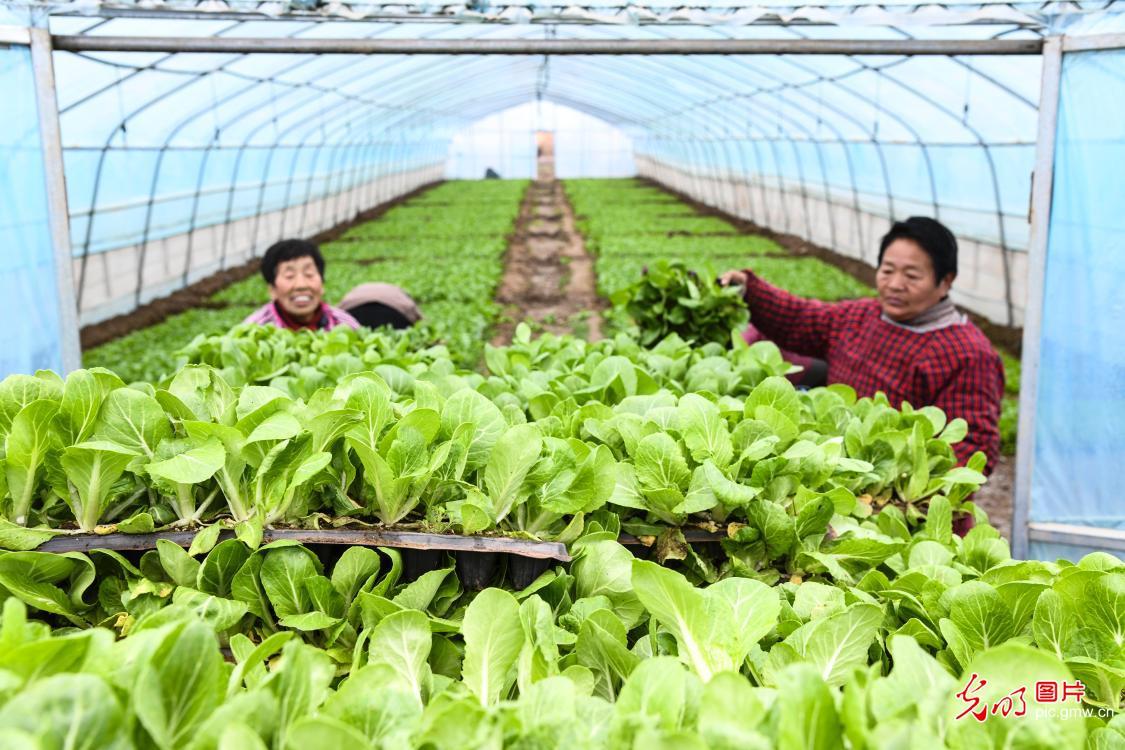 人勤春來早 田間春管忙