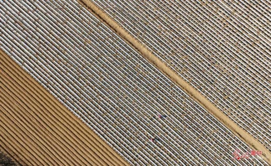 人勤春來早 田間春管忙