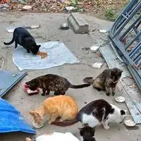 男子被流浪貓絆倒 投喂者賠24萬