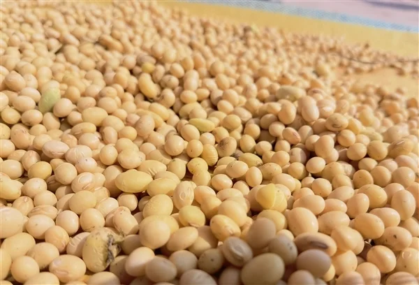 大豆不只能做豆腐！清華團(tuán)隊(duì)把大豆做成固態(tài)電池電解質(zhì) 安全且環(huán)保